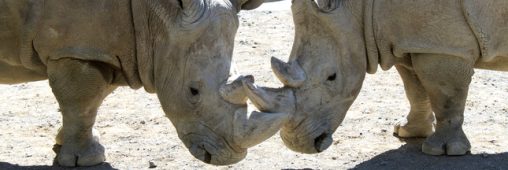 Ardèche : écorner les rhinocéros du zoo pour les sauver des braconniers