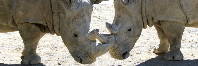 Ardèche : écorner les rhinocéros du zoo pour les sauver des braconniers