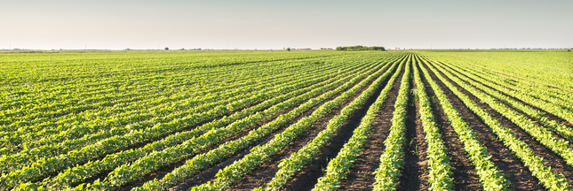 Candidats, les Français rêvent d'une agriculture plus verte !