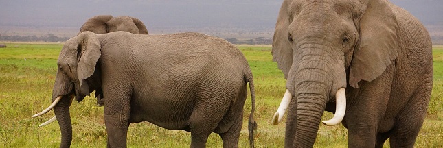La Chine interdit enfin l’ivoire, son marché s’effondre en Asie