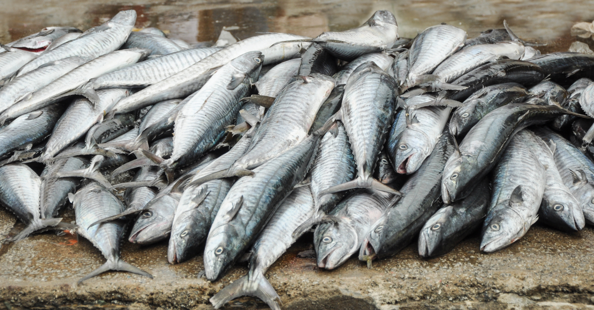 La sardine - Le guide Poisson du WWF