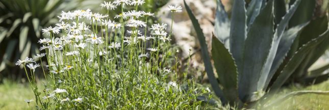 Le xéropaysagisme ou jardinage sans eau