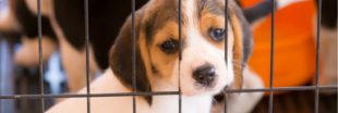 La Californie interdit la vente de chiens provenant d'élevages : victoire pour les animaux abandonnés