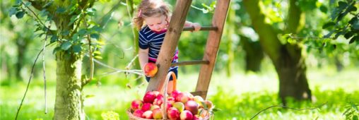 Au jardin en septembre : que planter en septembre, le potager, le verger