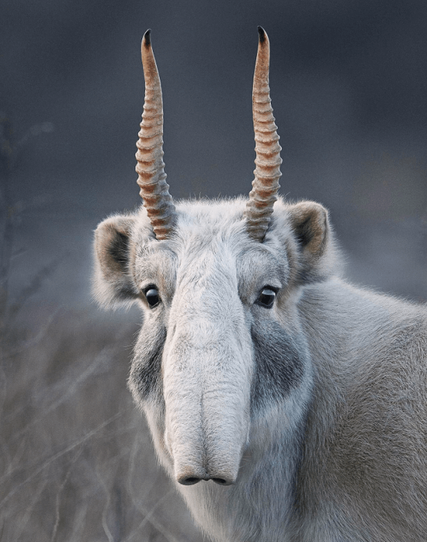 Antilope Saïga Endangred Tim Flach