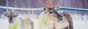 Finlande : des rennes équipés d'un GPS pour garantir leur sécurité