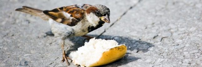 Donner Du Pain Aux Oiseaux Sauvages Une Pratique Déconseillée