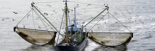 La pêche électrique définitivement interdite en Europe… en 2021