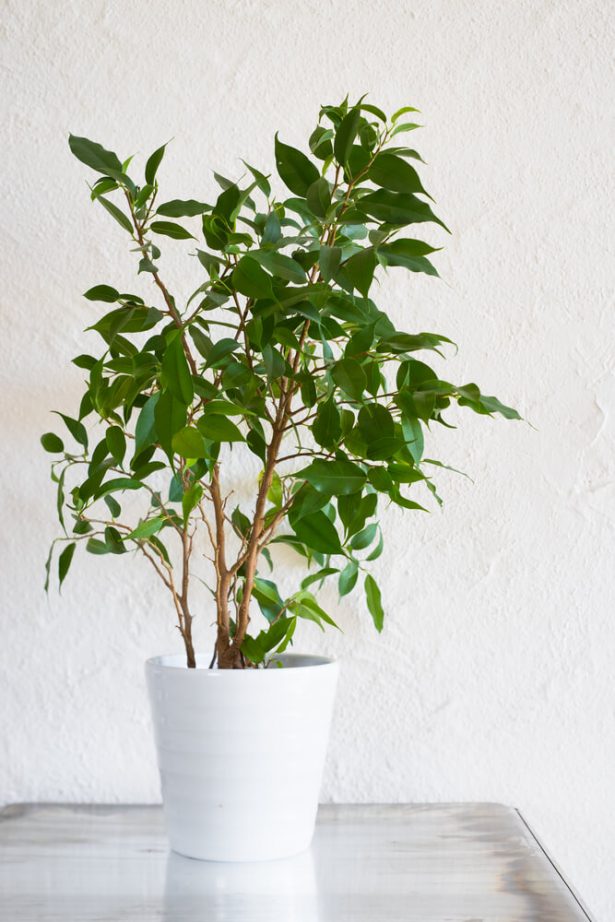 Plante verte d'intérieur facile d'entretien résistante sans avoir la main  verte