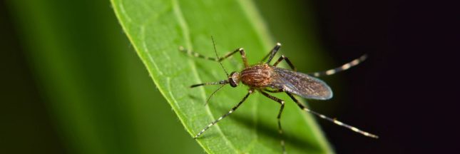 Eloigner naturellement les moustiques