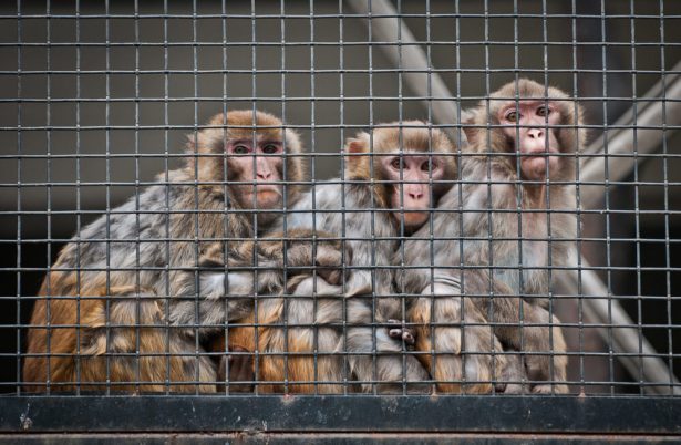 Vidéo : le terrible sort de singes en laboratoire à Paris