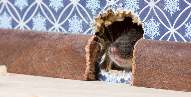 Répulsif souris : 8 astuces naturelles contre les souris dans la