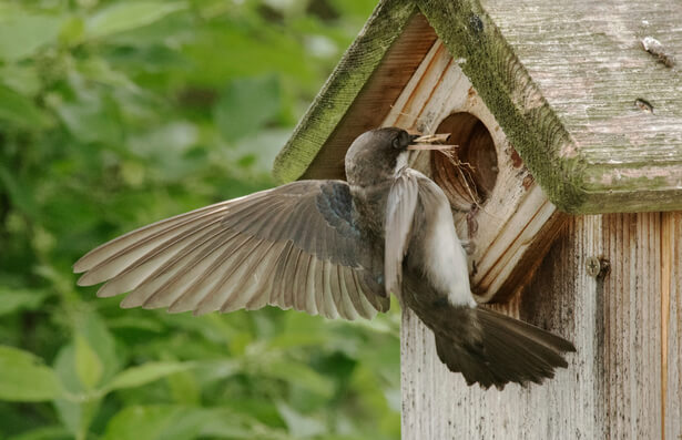 Installez Un Nichoir Pour Oiseaux Pour Les Aider