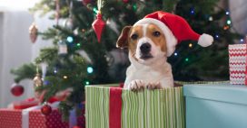 Sous le sapin, le Père Noël ne pose pas de lapin… ni de chiens !