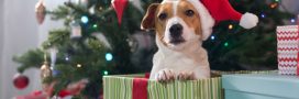 Sous le sapin, le Père Noël ne pose pas de lapin… ni de chiens !