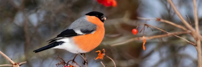 comptage national oiseaux