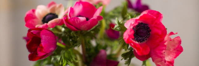 Bouquet De Saison Quelles Fleurs En Hiver