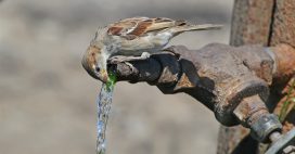 De l’eau chez vous pour les animaux, c’est toute l’année !