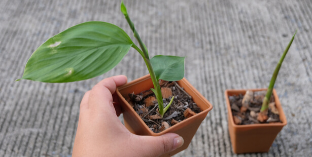Planter du curcuma chez soi : les bons gestes pour réussir sa culture