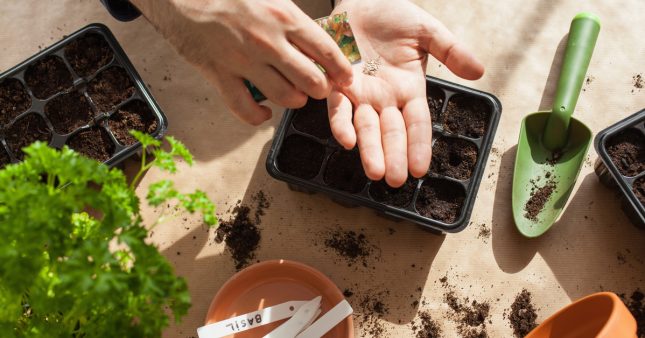 Passion Jardins  5 erreurs à éviter avec vos semis