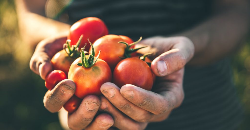 Le produit insolite à mettre sur vos tomates pour les faire pousser plus  vite