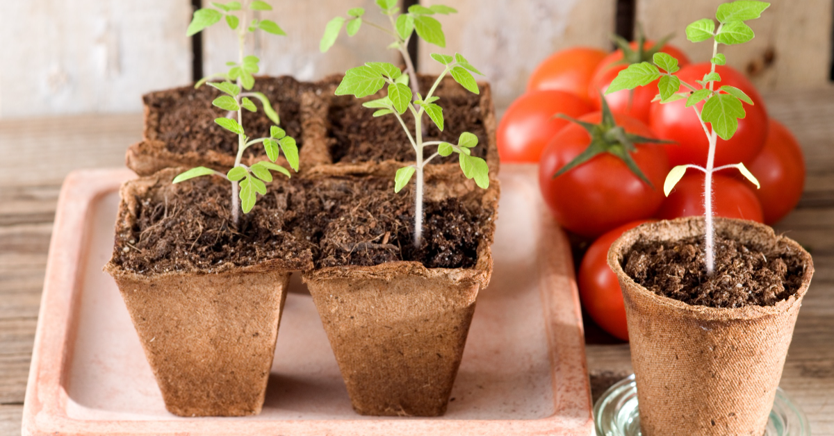 Semer des tomates : quand et comment faire ses semis de tomate ?