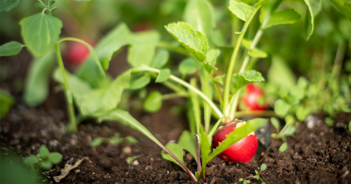 Jardinage de printemps et semis: les bonnes méthodes pour semer ses graines  soi-même