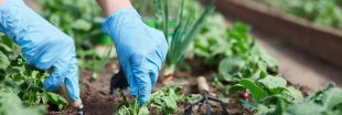 L'association de cultures, pour jardiner sans pesticide