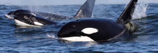 La Russie va relâcher des orques et des bélugas... mais loin de leur habitat d'origine