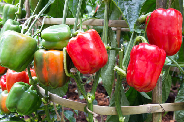 Le poivron et ses couleurs estivales  Ministère de l'Agriculture et de la  Souveraineté alimentaire