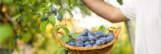 Comment Faire Germer Un Noyau De Prune