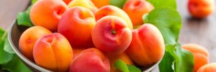 Légumes et fruits d'été : l'abricot pour le tonus