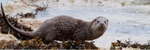 Un nouveau plan national d'actions pour la Loutre !