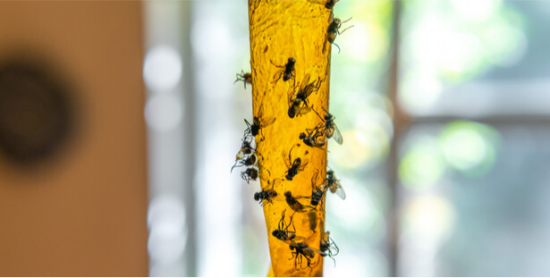 Action anti mouche naturel : 10 astuces naturelles contre les mouches