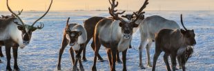 Réchauffement climatique : 200 rennes retrouvés morts de faim en Norvège