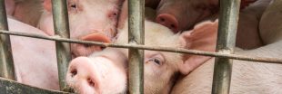 Canicule : 30 Millions d'Amis s'insurge contre le transport d'animaux vivants