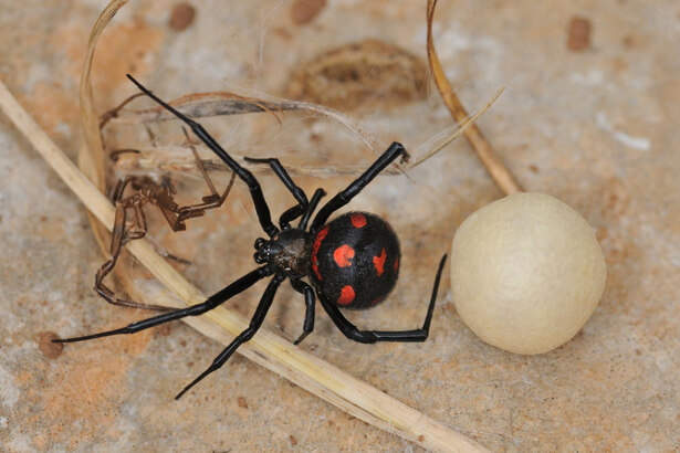 Petites bêtes: L'araignée Nosferatu est effrayante mais pas