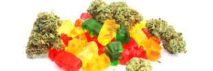 Bonbons au cannabis : c'est tout sauf des friandises !
