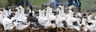 Élevage de canards : des brumisateurs à la framboise pour ne plus gêner les voisins