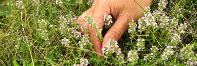 Cosmétique : le thym et les produits de beauté