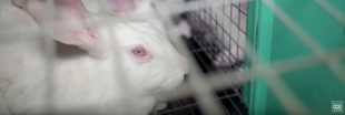Vidéo L214 : le supplice des lapins élevés en cage