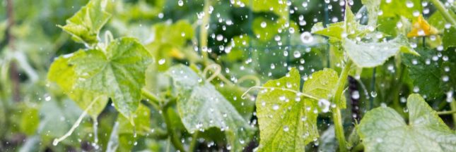 Protéger le jardin des orages