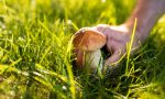 10 Conseils Pour Réussir Sa Cueillette De Champignons