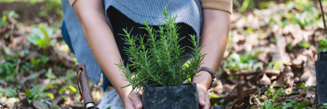 planter du romarin