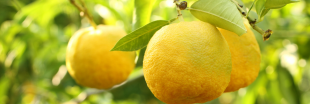 Le citron yuzu, la surprise santé et cuisine du Japon