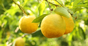 Le citron yuzu, la surprise santé et cuisine du Japon