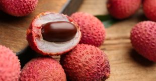 Comment faire germer un noyau de litchi ?