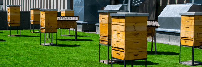 Ruches sur les toits: en ville, les abeilles filent le bourdon aux