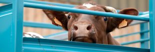 L'enquête choc sur l'abattage de bovins et ovins français à l'export