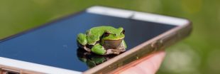 Pour prendre des nouvelles des grenouilles, les chercheurs leur téléphonent